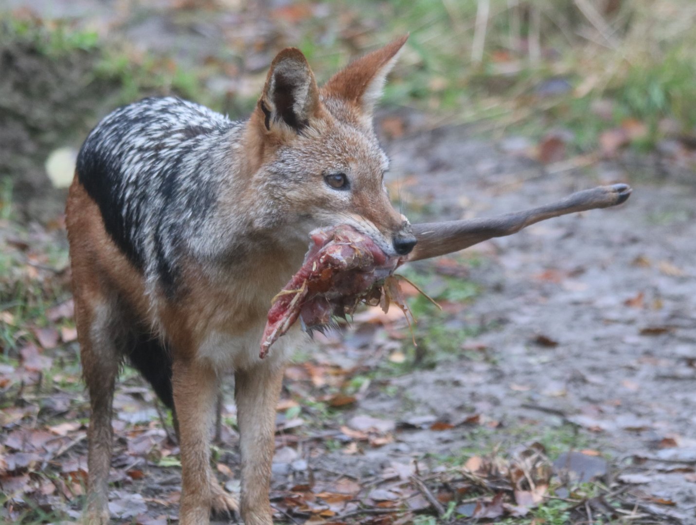 Black-backed Jackal with Deer Leg