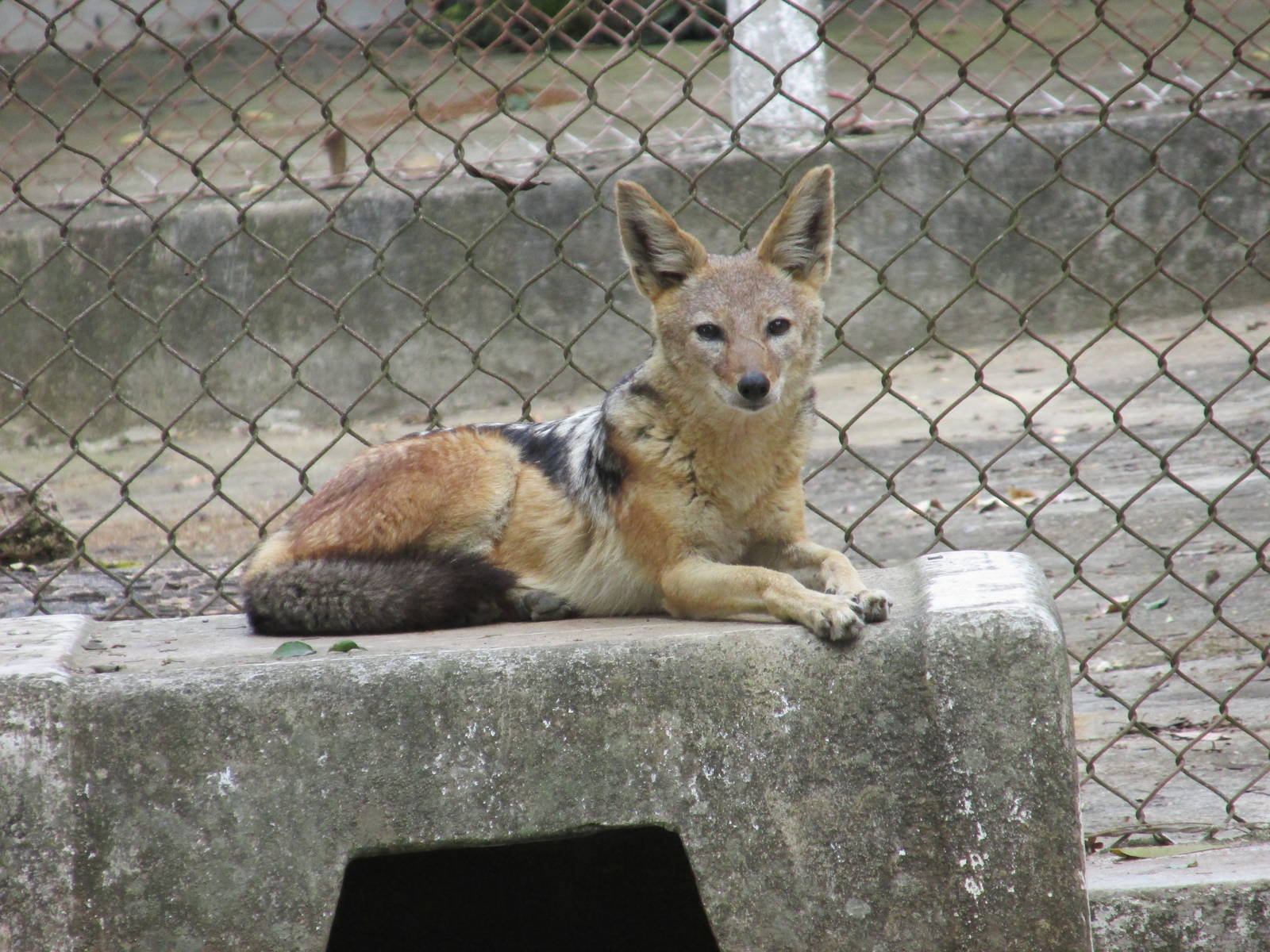 black backed jackal zoologico nacional