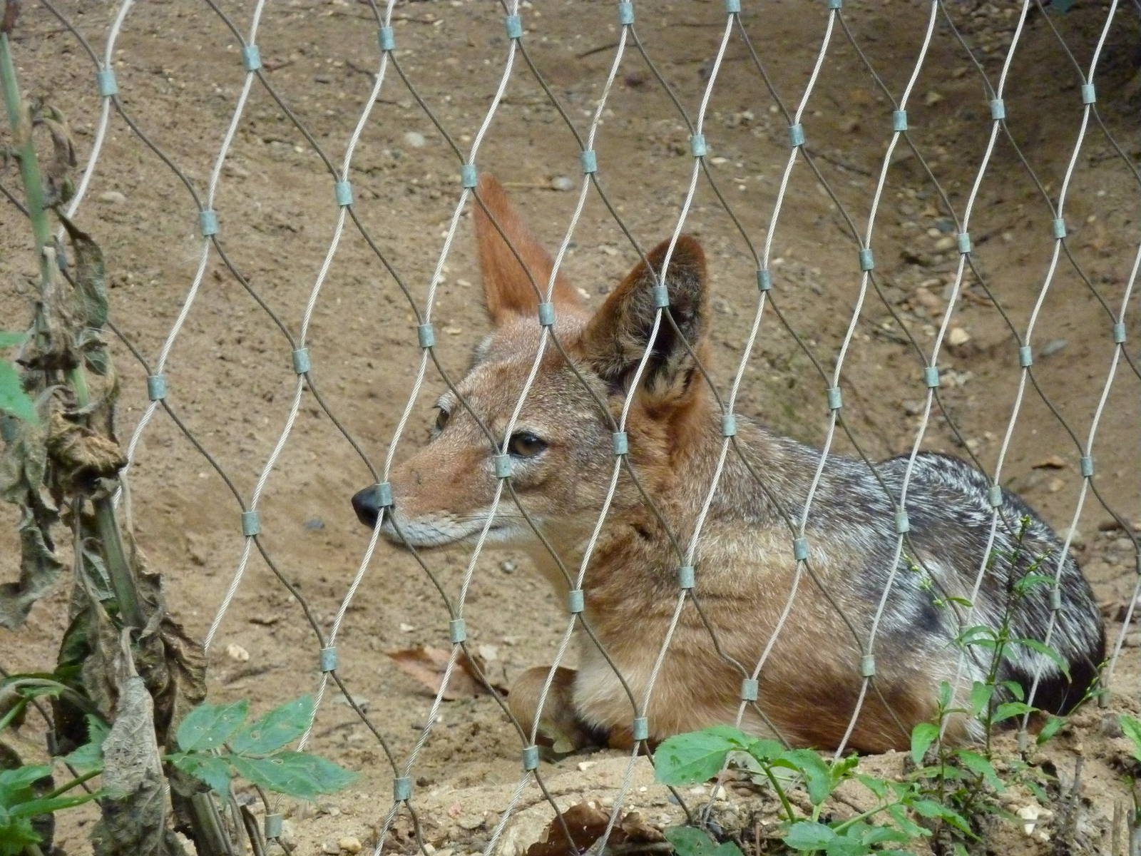 Black-backed jackal