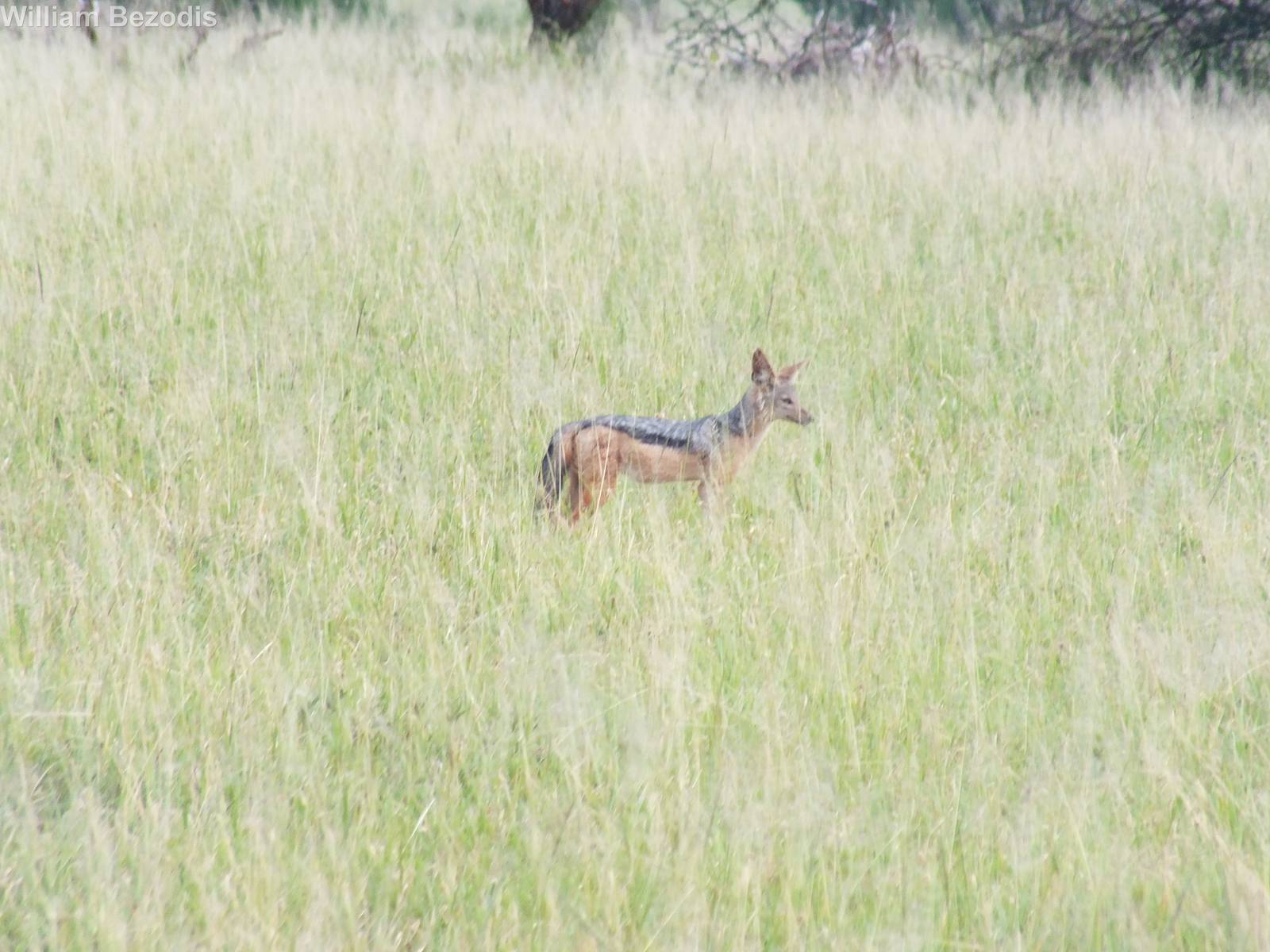 Black-backed Jackal