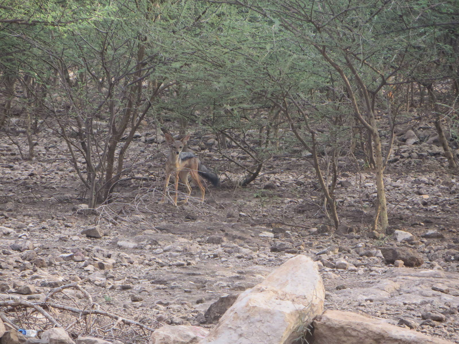 Black-backed jackal
