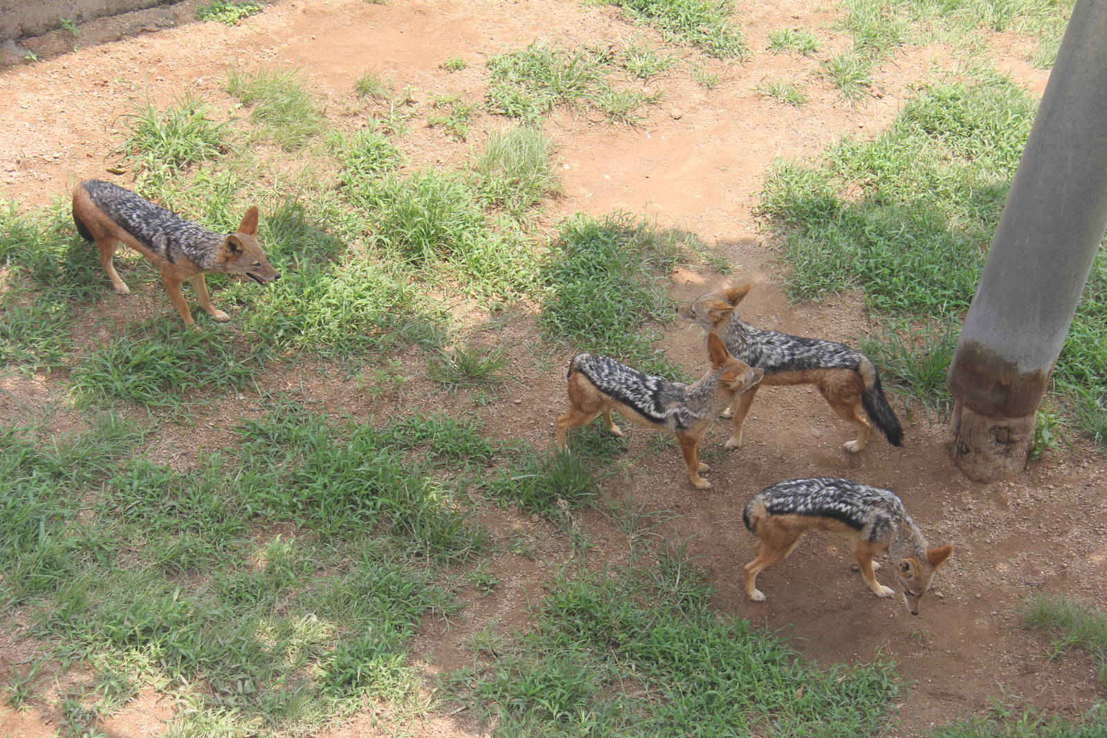 Black-backed jackal