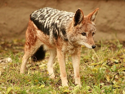 Black-backed Jackal