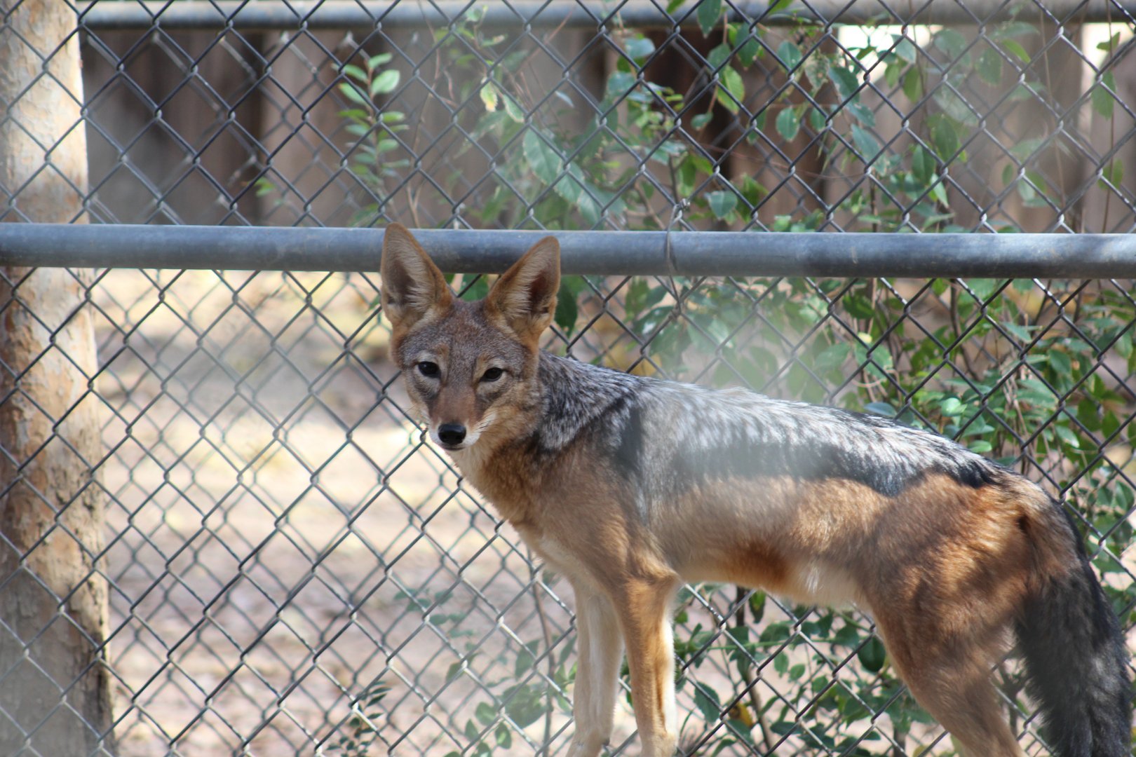 Black-Backed Jackal