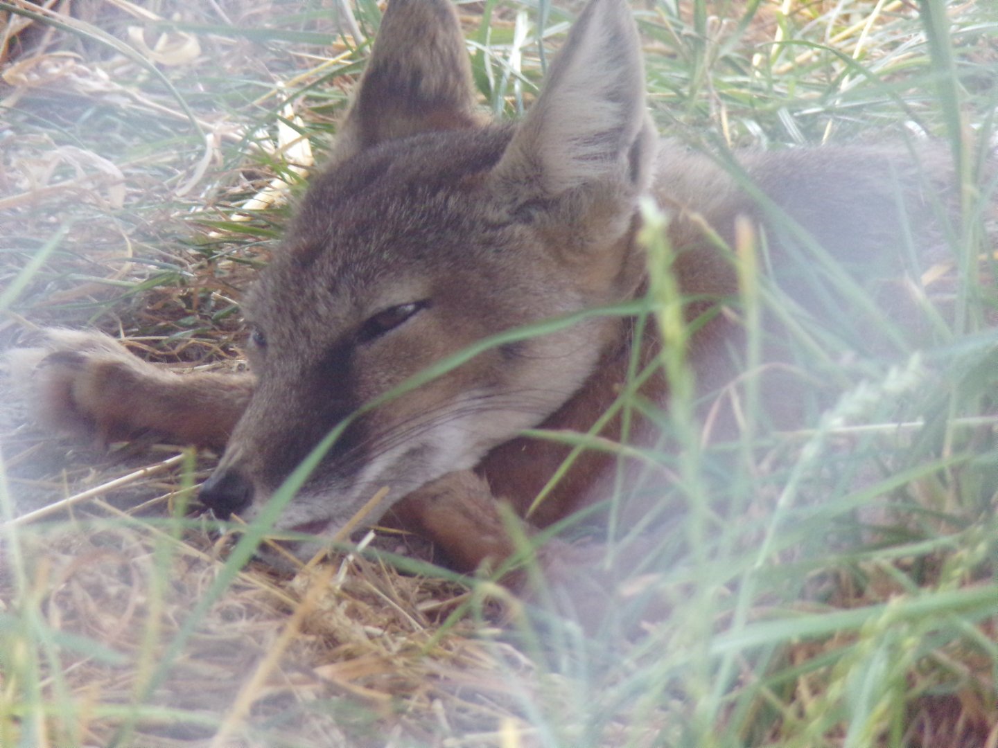 Black Backed Jackal