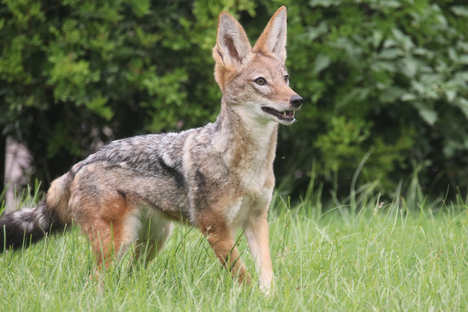Black-backed jackal