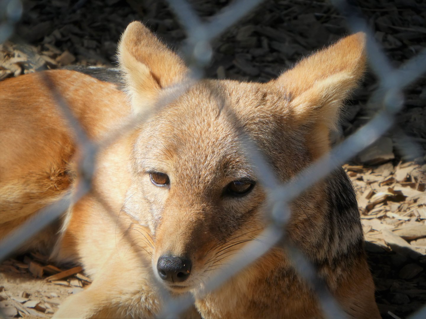 Black-backed Jackal