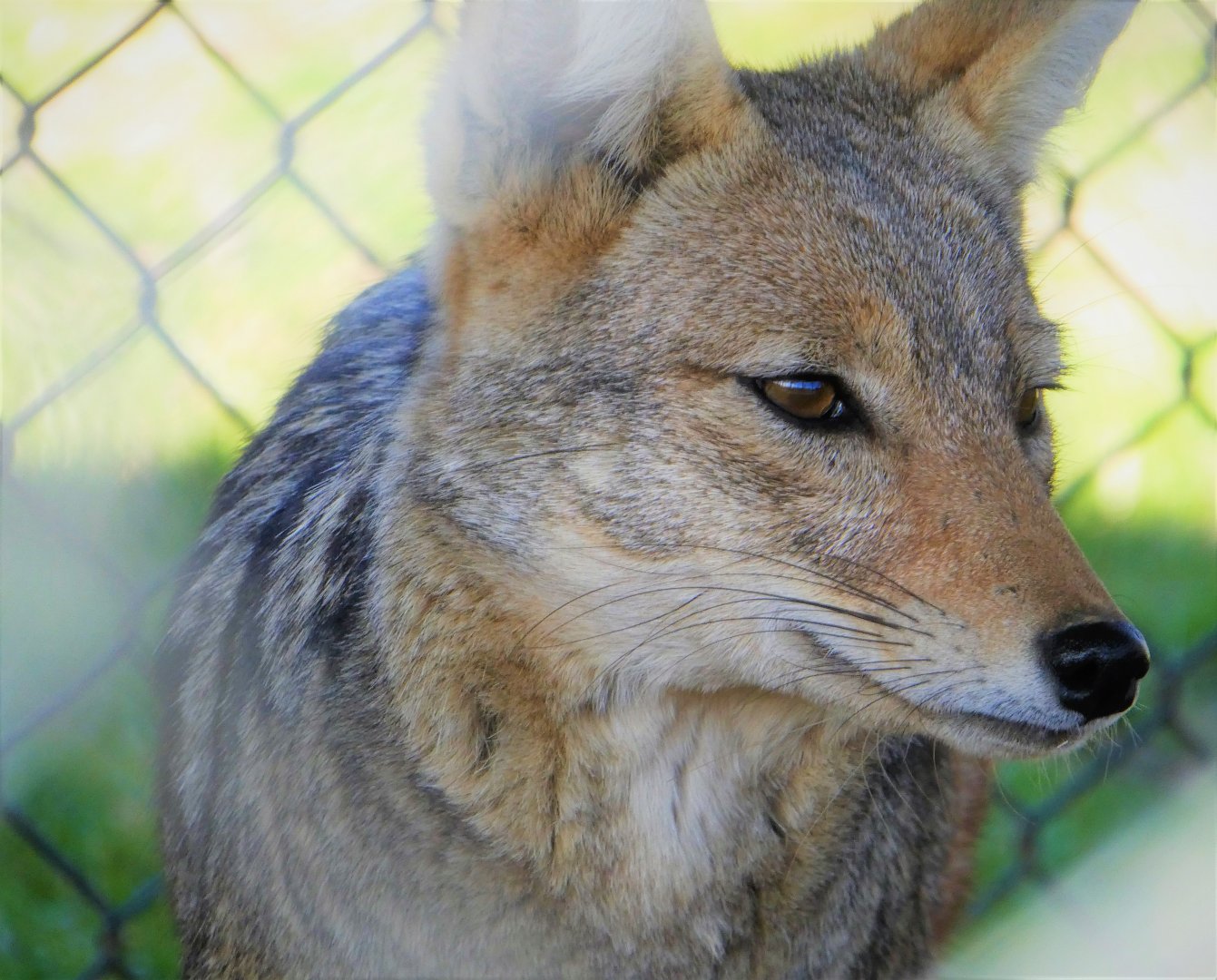 Black-backed Jackal
