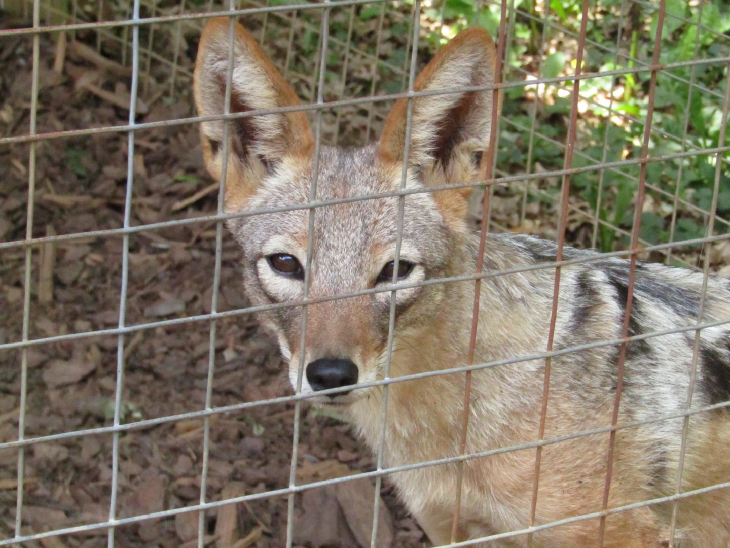 Black Backed Jackal