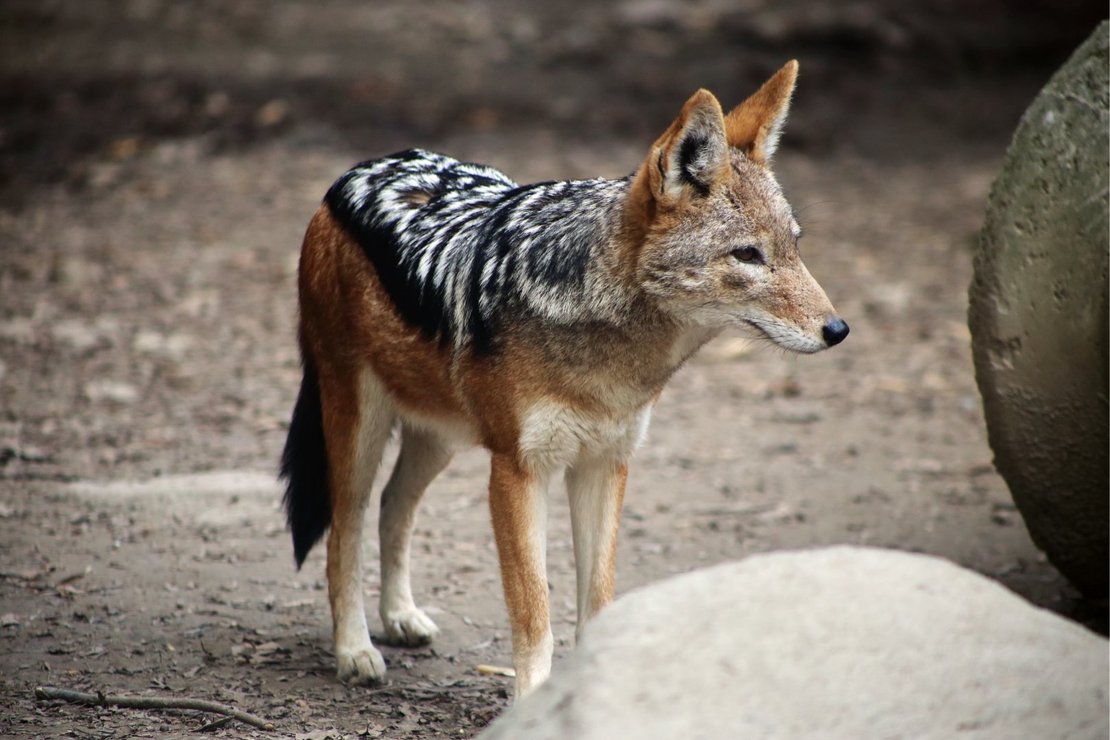 Black-backed Jackal