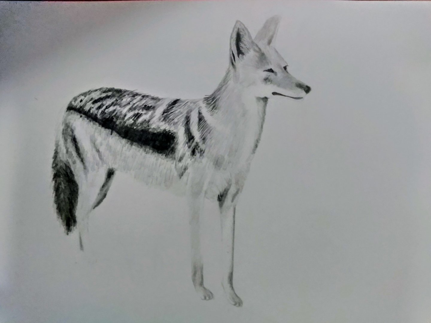 Black-backed jackal