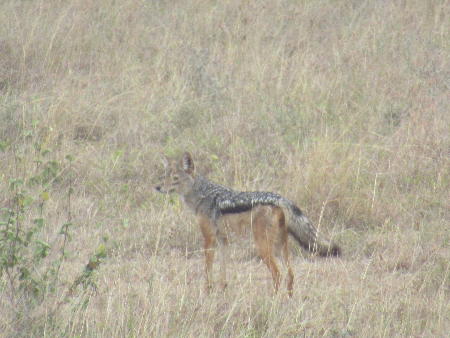 Black-backed jackal