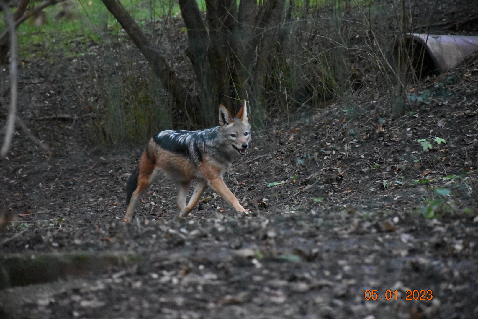 Black-backed jackal