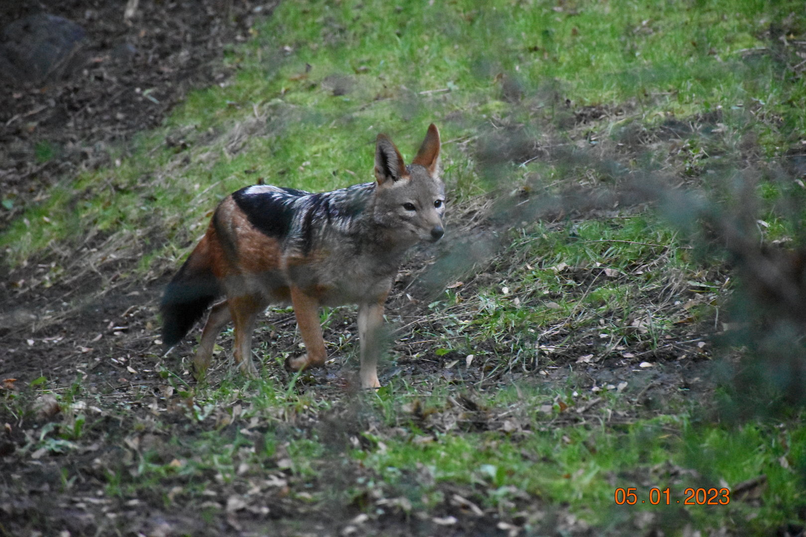 Black-backed jackal