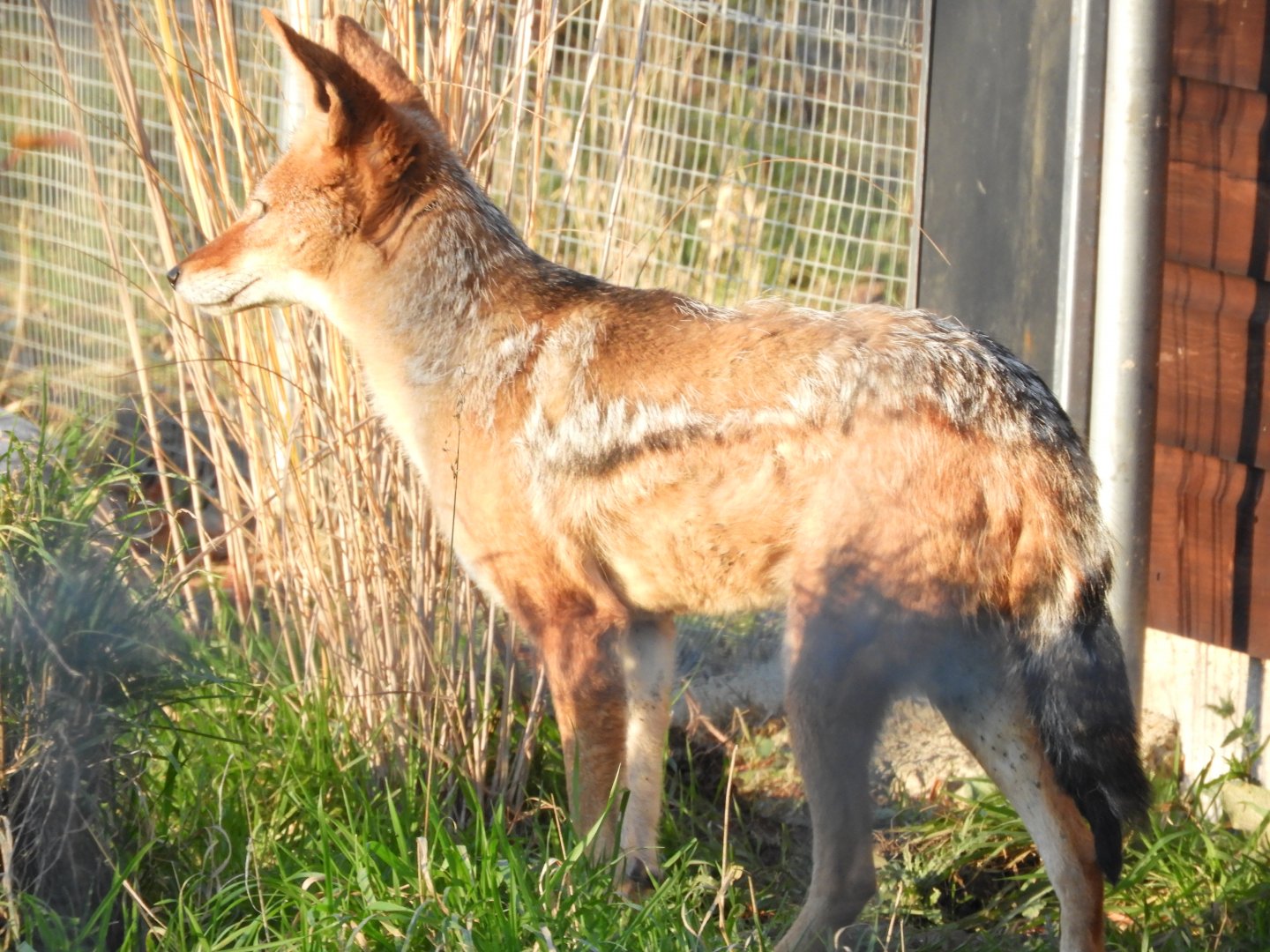 Black-backed jackal