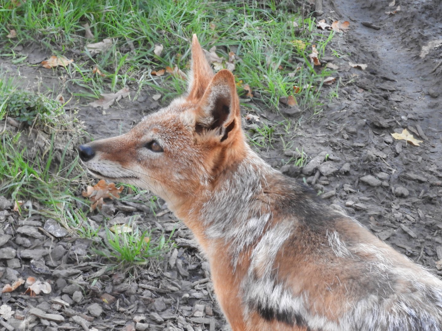 Black-backed jackal
