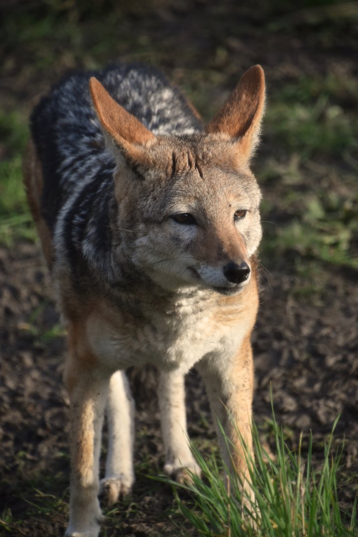 Black backed jackal