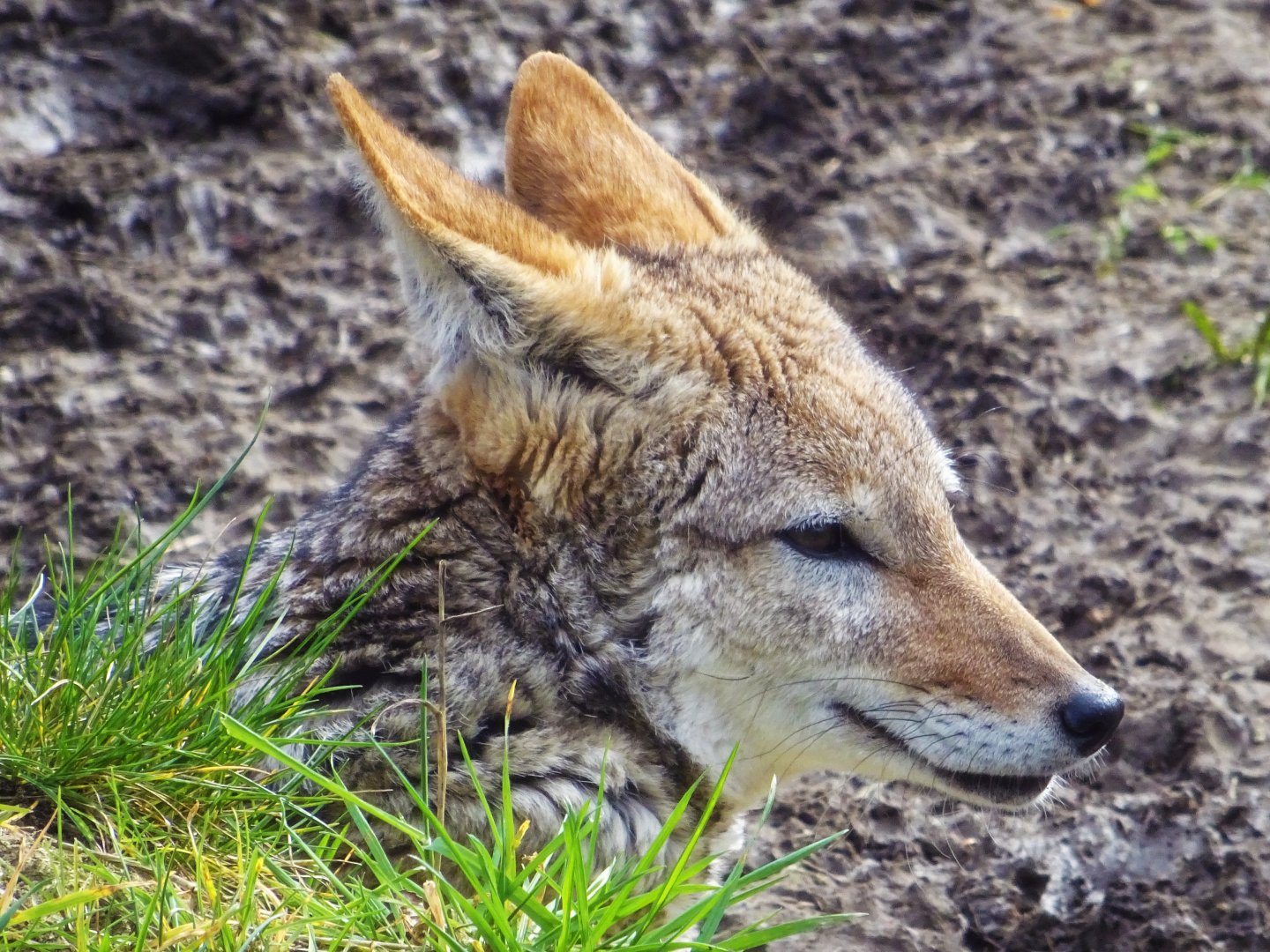 Black-Backed Jackal