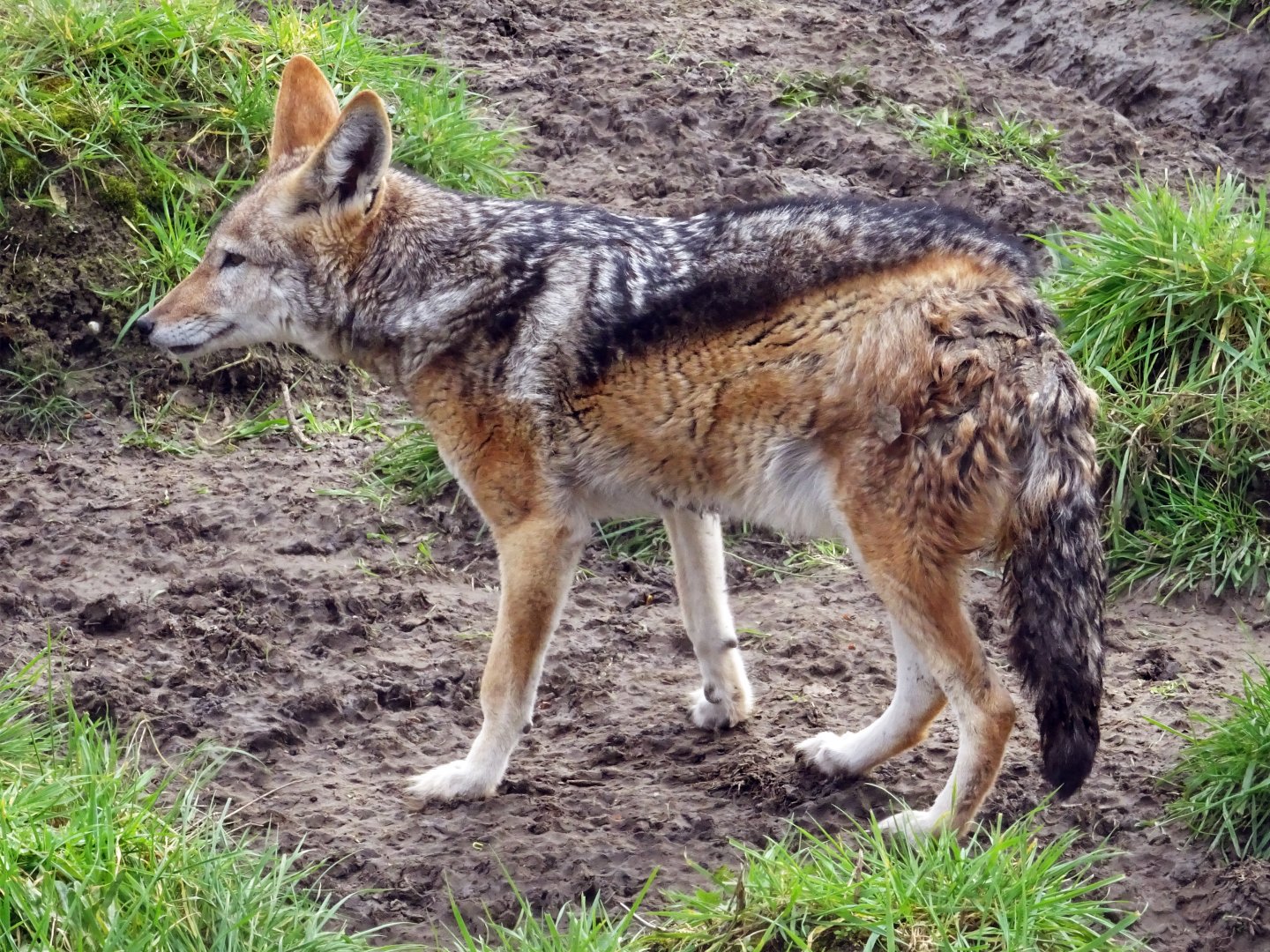Black-Backed Jackal