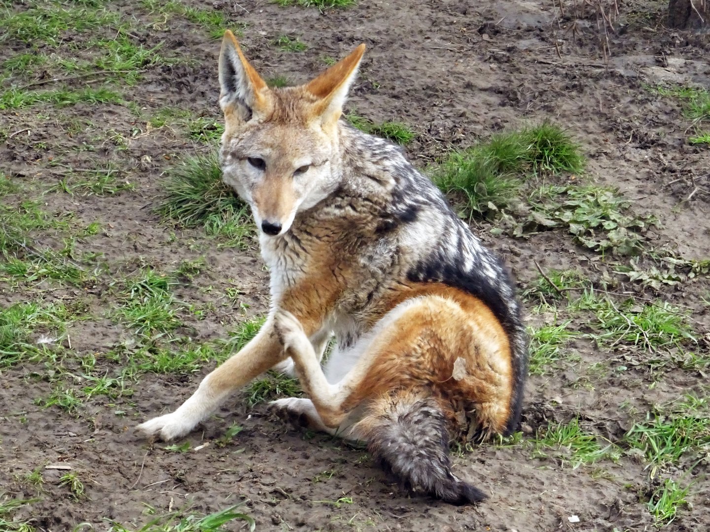 Black-Backed Jackal