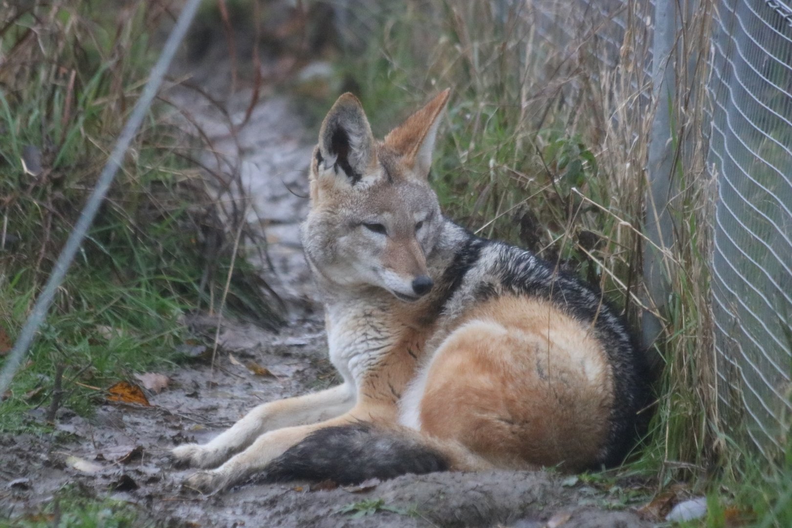 Black-backed Jackal