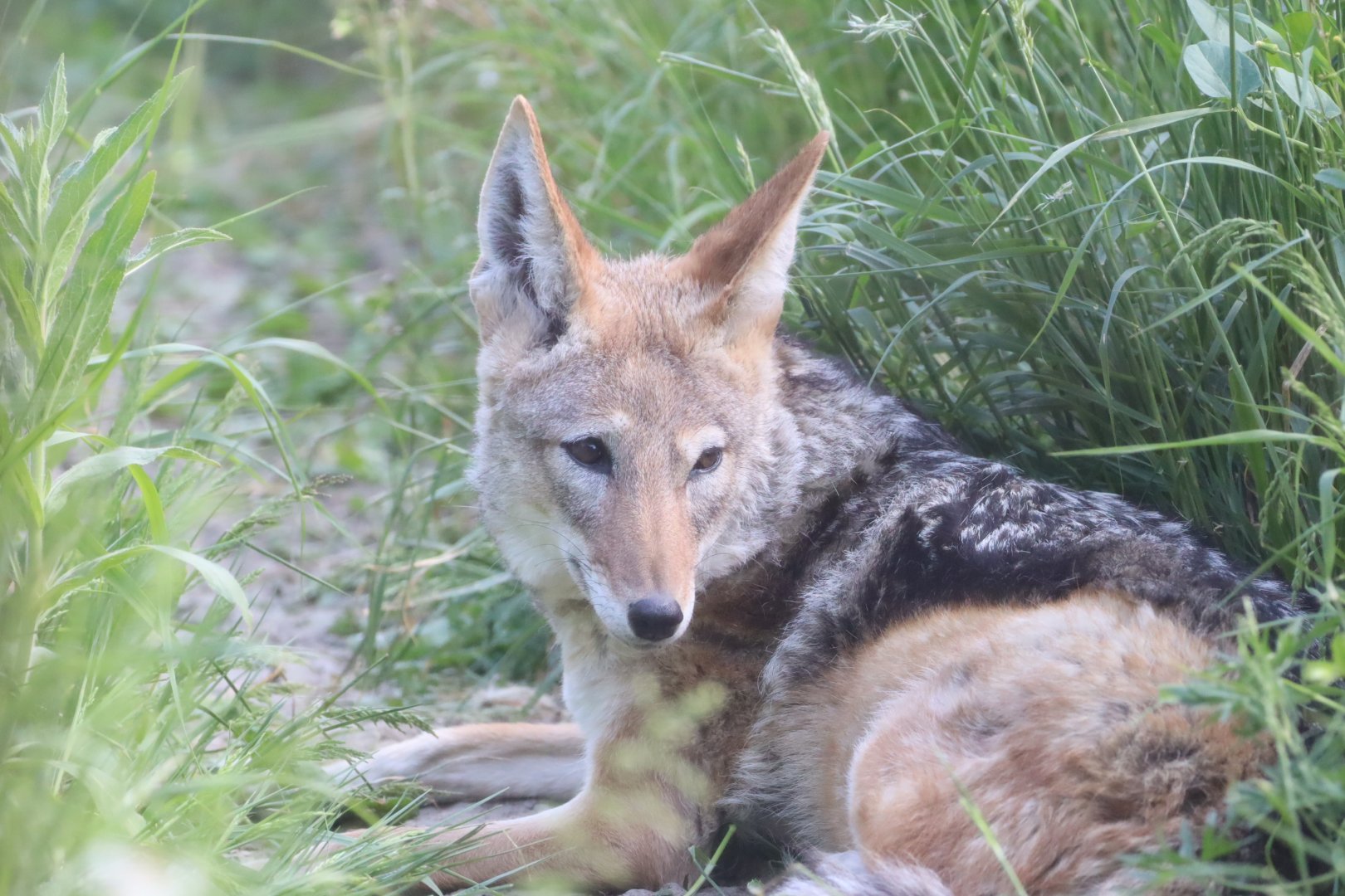 Black-backed Jackal
