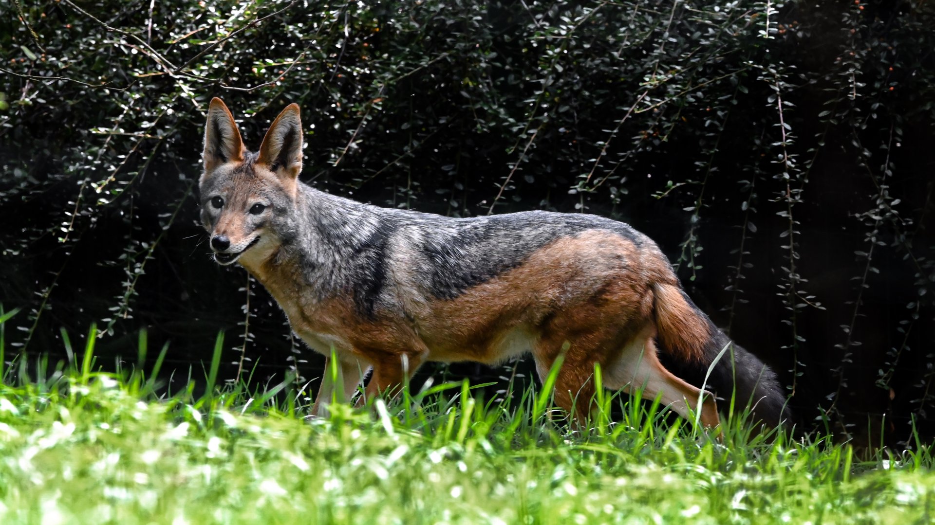 Black-backed jackal