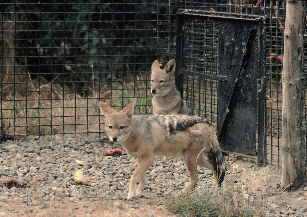 Black-backed jackals 1976