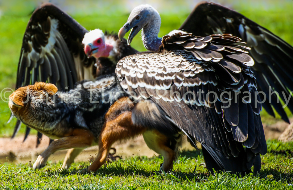 Black Backed Jackals and Rueppell's griffon vultures