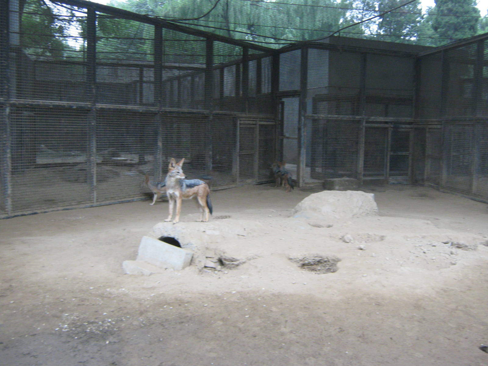 black-backed jackals (Canis mesomelas)