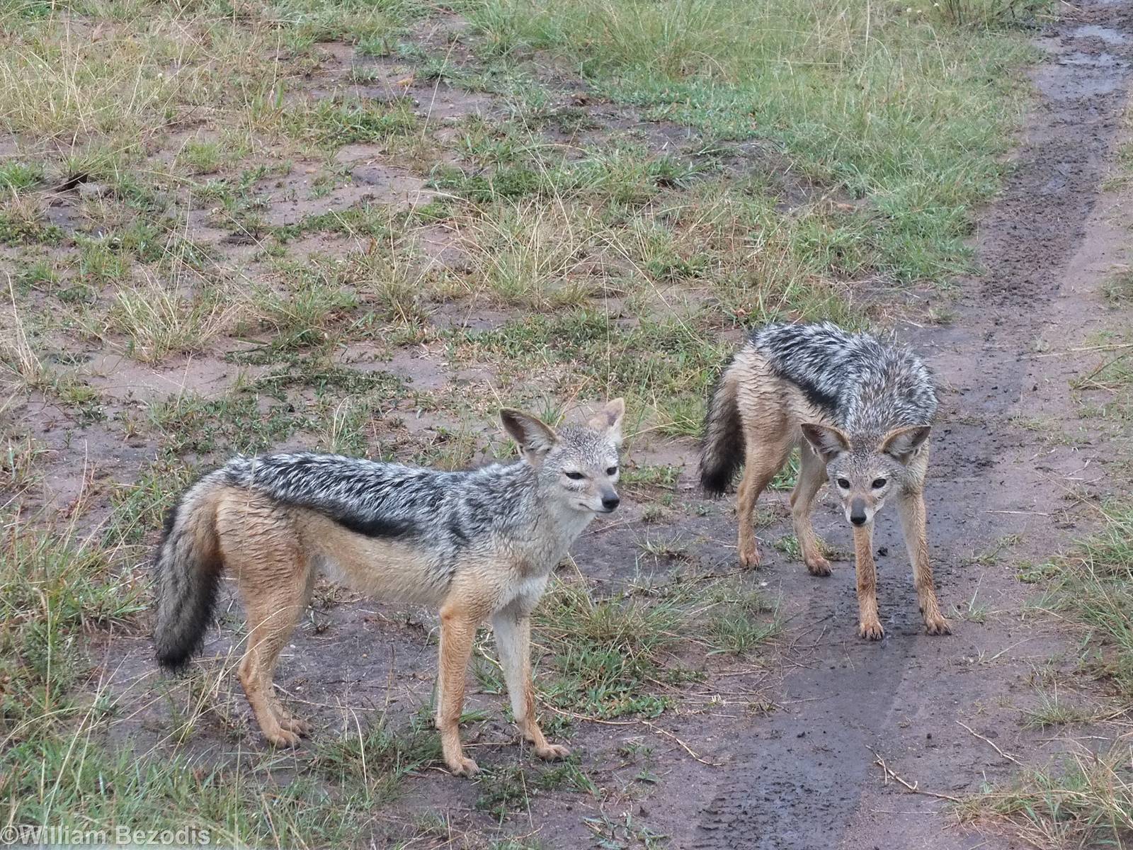 Black-backed Jackals - Maasai Mara