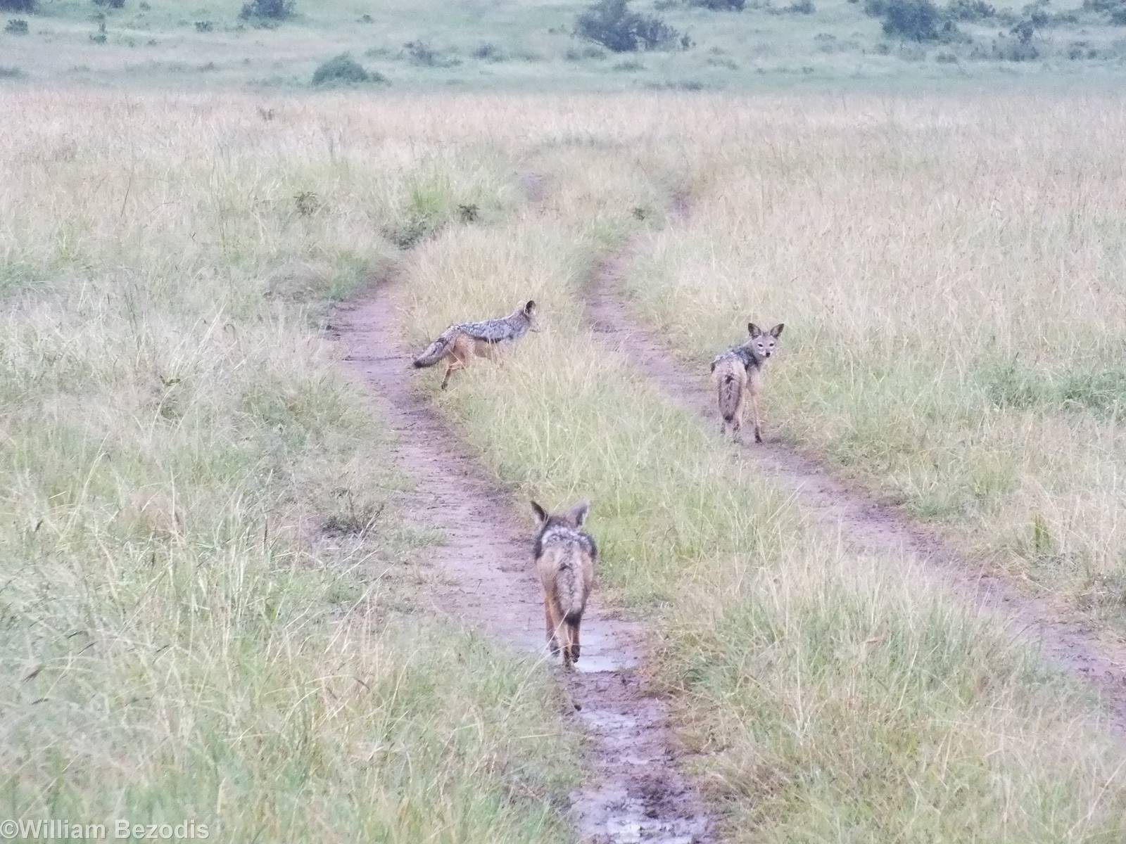 Black-backed Jackals Playing - Maasai Mara