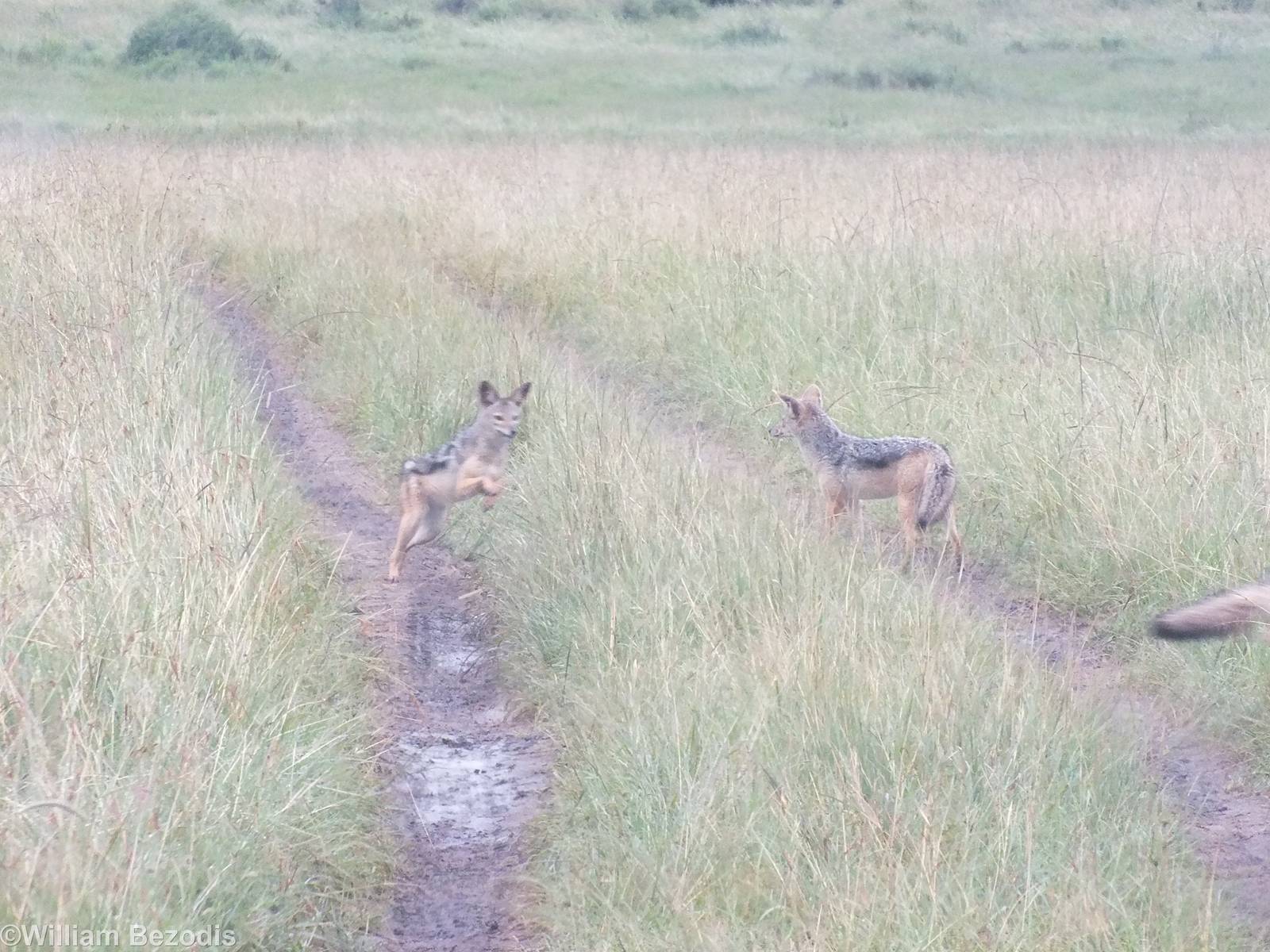 Black-backed Jackals Playing - Maasai Mara