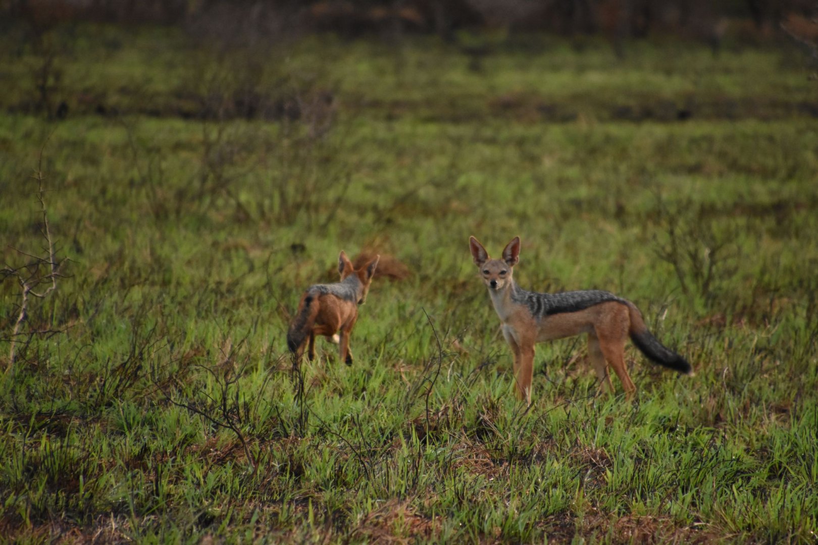 Black-backed jackals
