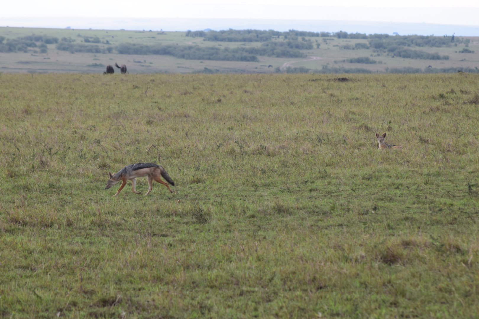 Black-Backed Jackals