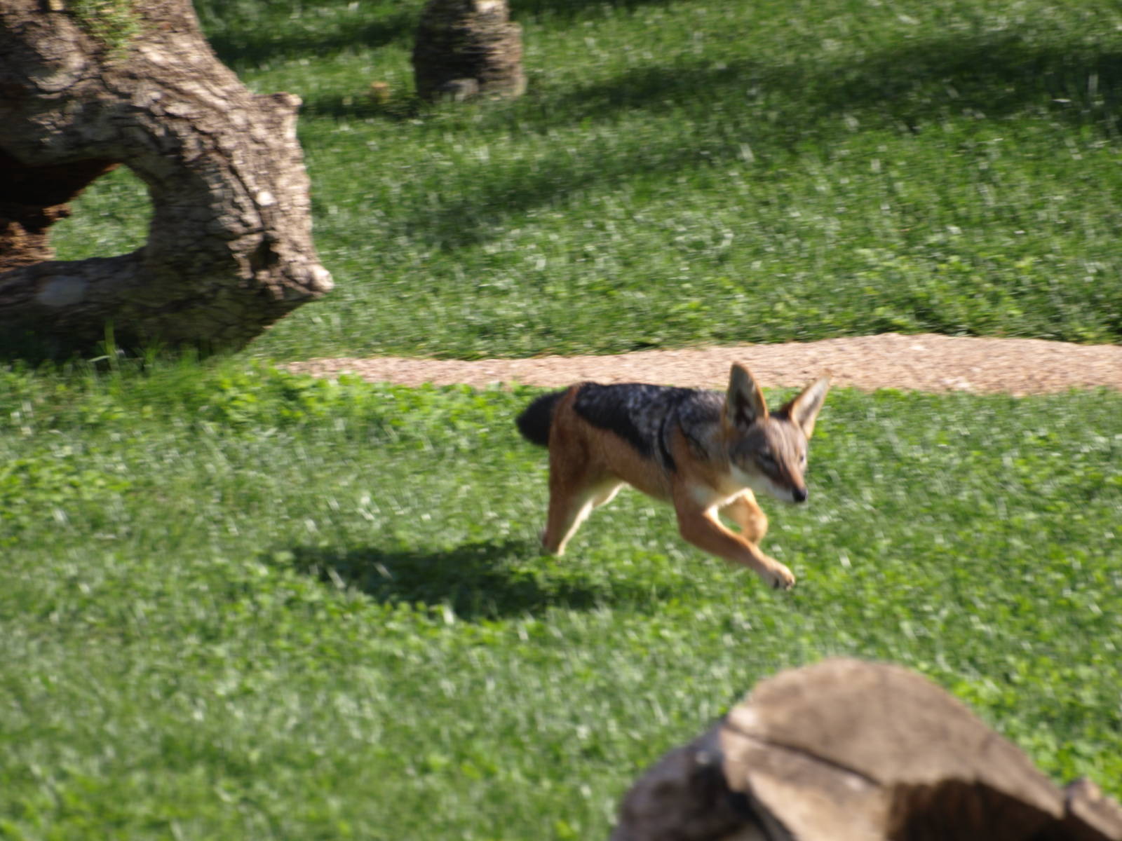Black-Backed Jackals