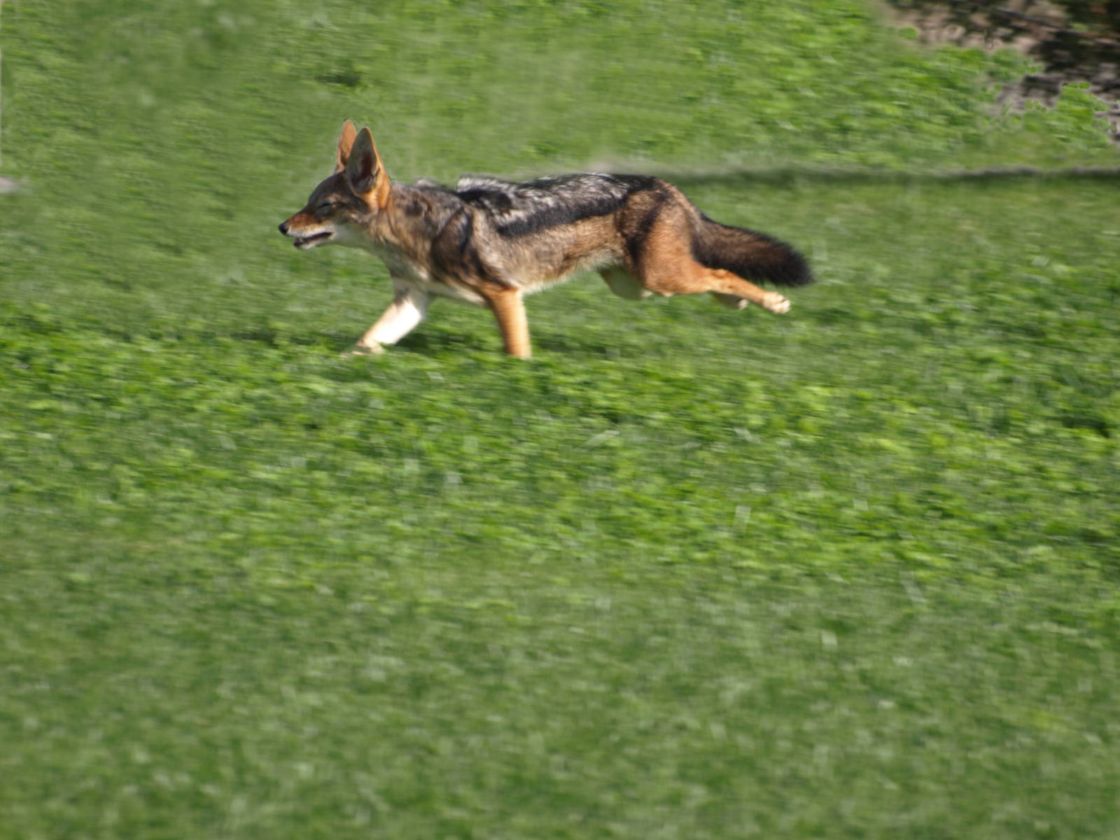 Black-Backed Jackals