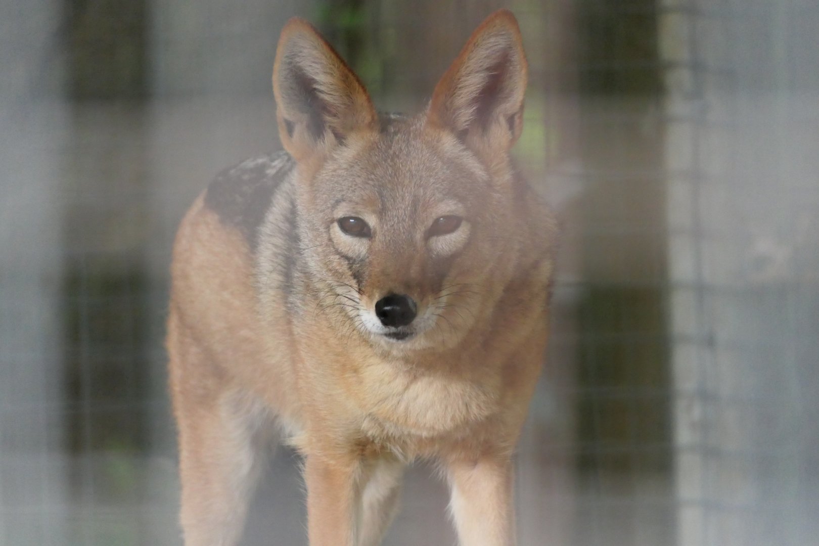 Black-backed Jackel - Lupulella mesomelas