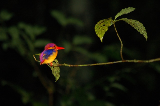 Black backed kingfisher