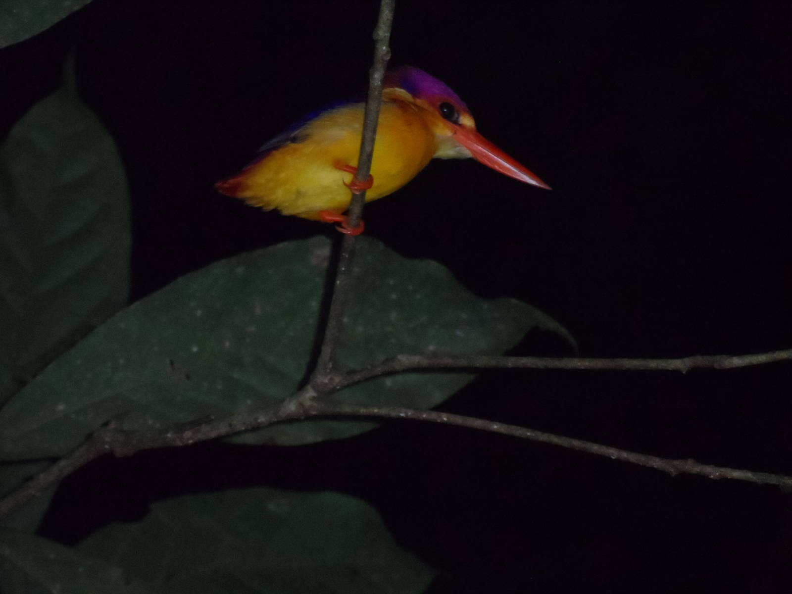 Black-Backed Kingfisher