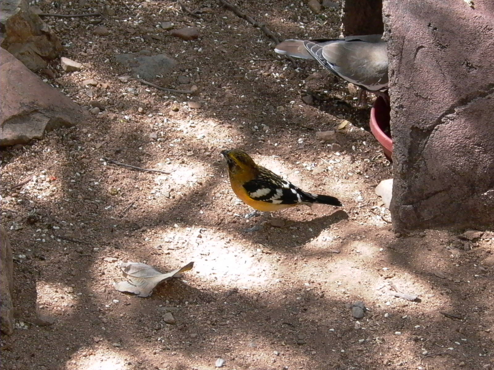 Black-Backed Lesser Goldfinch