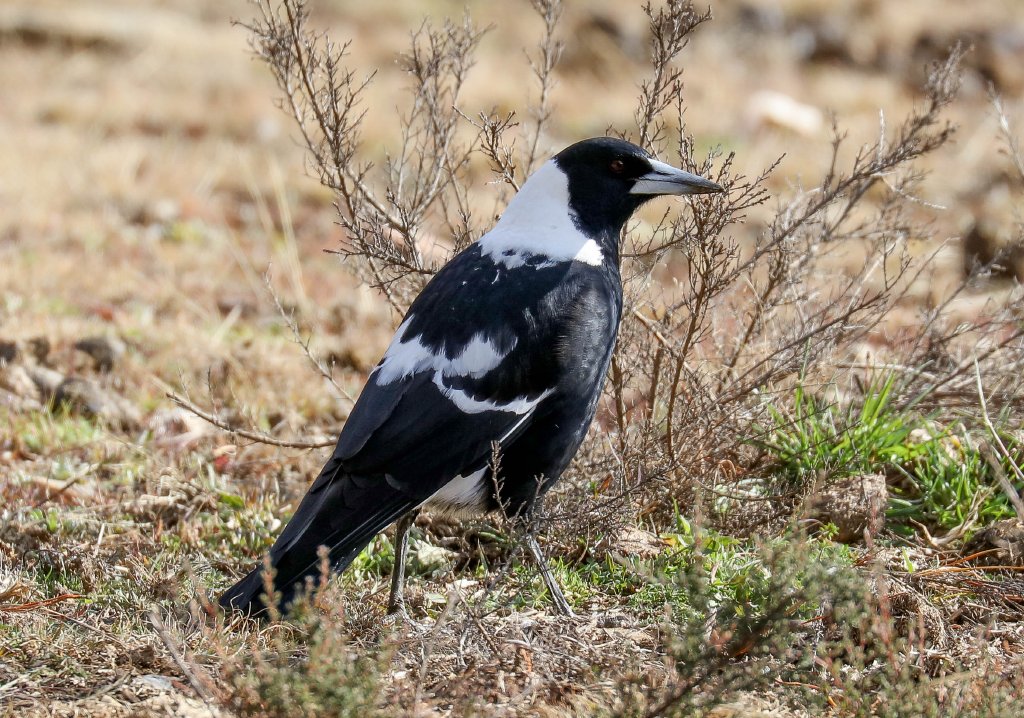 Black-backed Magpie