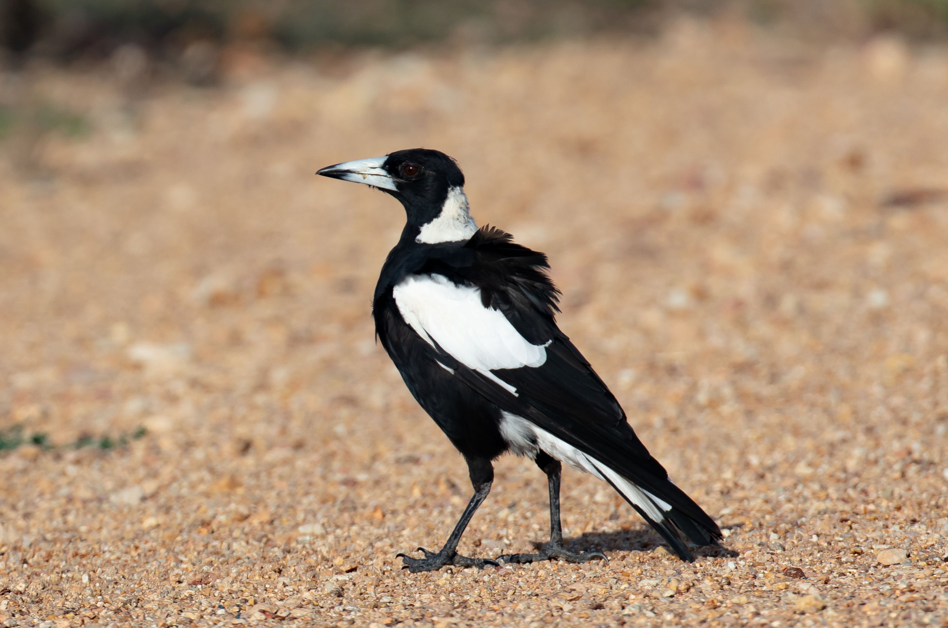 Black-backed Magpie