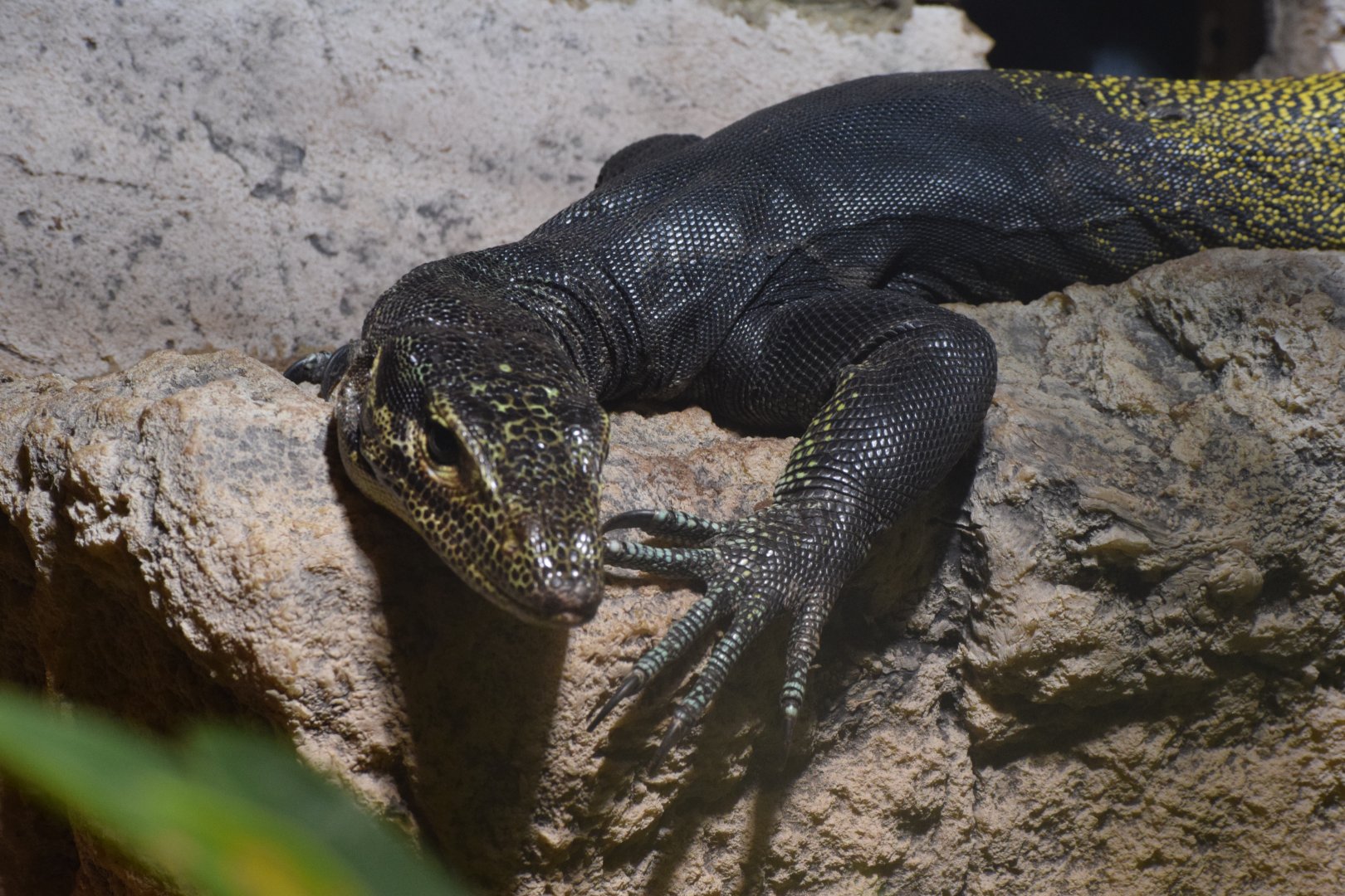 Black-backed mangrove monitor