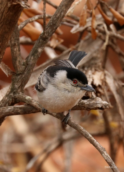 black-backed puffback (Dryoscopus cubla)