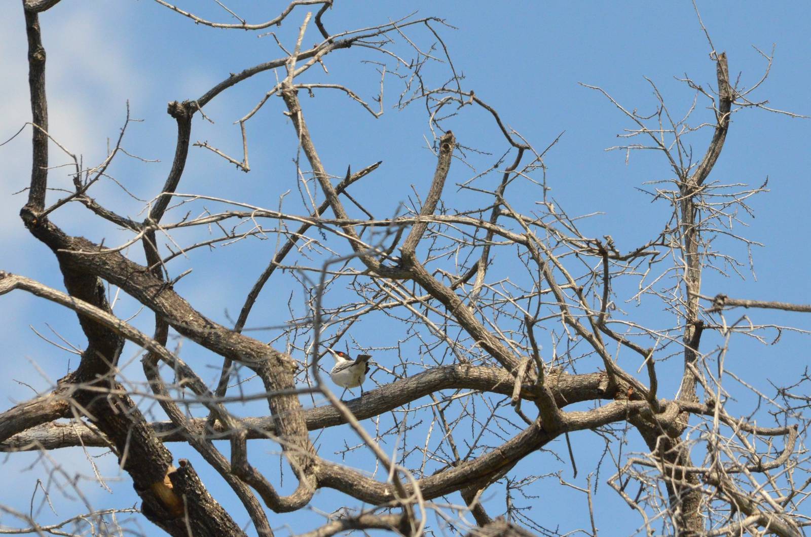 Black-backed Puffback, Moremi Game Reserve, Botswana, 27/04/16