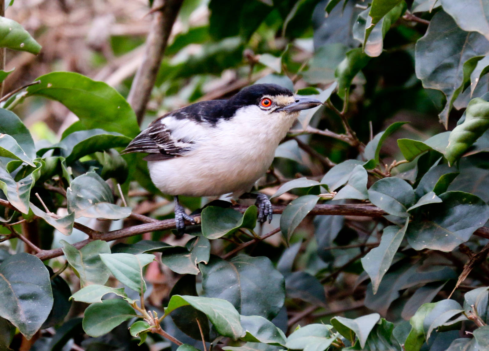 Black-backed Puffback