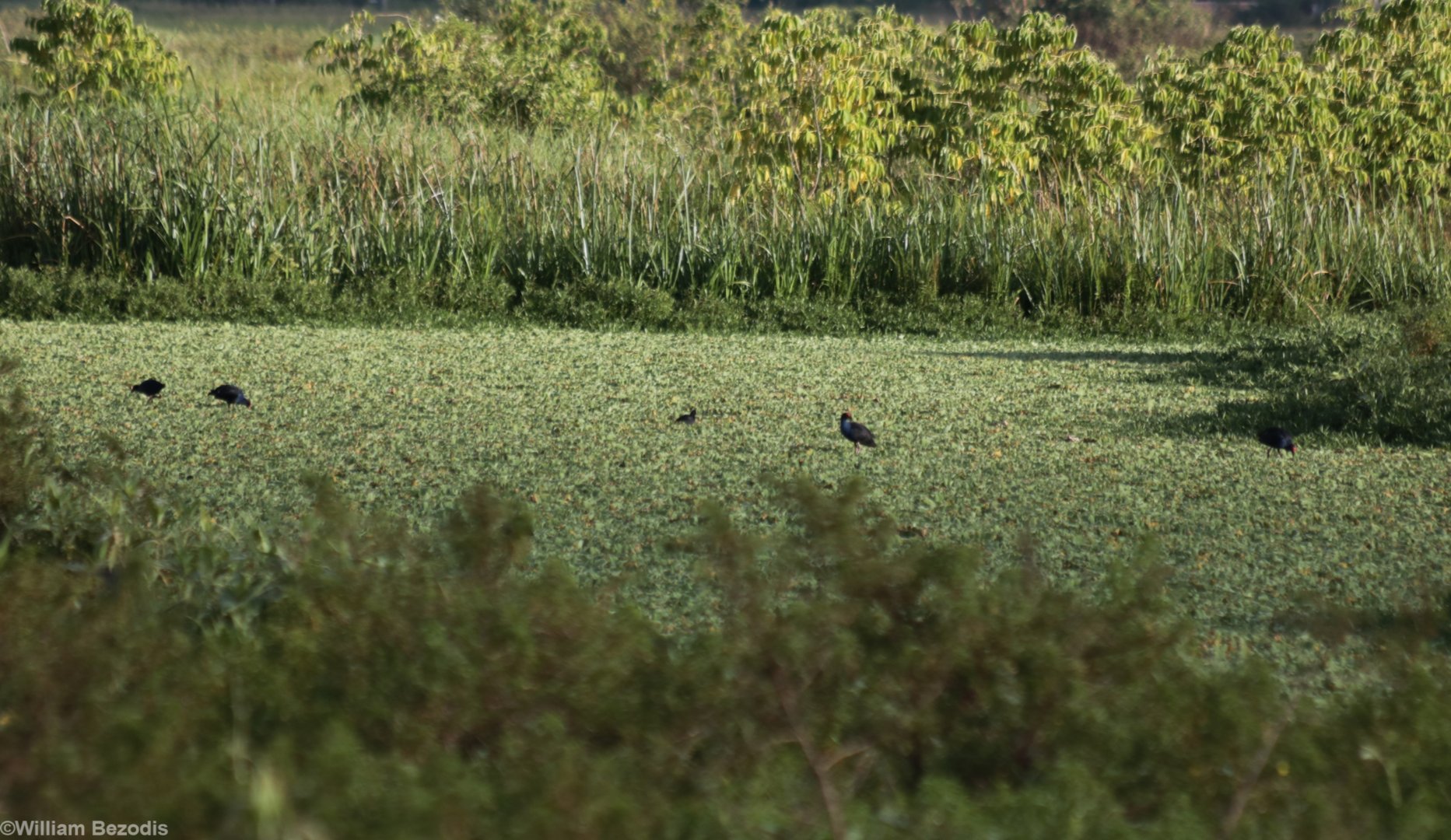 Black-backed (Purple) Swamphens - Sungai Penuh