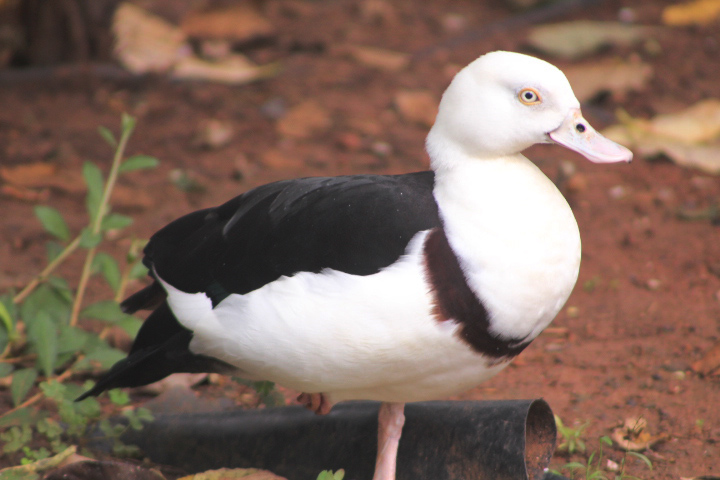 Black-backed radjah shelduck (Radjah radjah radjah) - Aviary Park