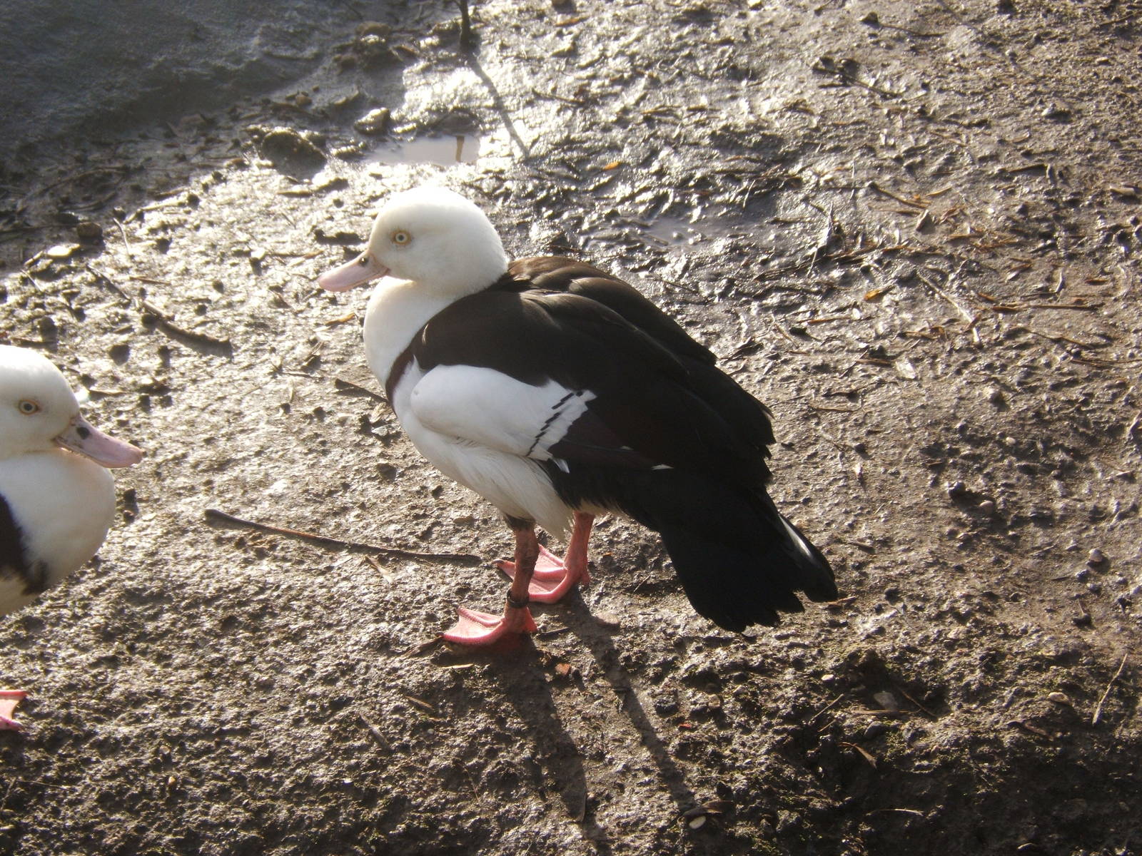 Black-backed Rajah Shelduck